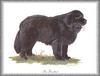 [Painting] Dog - Newfoundland (Canis lupus familiaris)