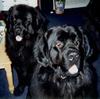 Dogs - Newfoundland (Canis lupus familiaris)