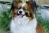 Dog - Papillon (Canis lupus familiaris)