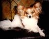 Dog - Papillon (Canis lupus familiaris)