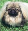 Dog - Pekinese (Canis lupus familiaris)