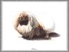 [Painting] Dog - Pekinese (Canis lupus familiaris)