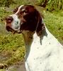 Dog - Pointer (Canis lupus familiaris)