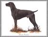 [Painting] Dog - Pointer (Canis lupus familiaris)