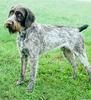 Dog - Pointer (Canis lupus familiaris)