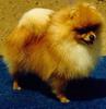 Dog - Pomeranian (Canis lupus familiaris)