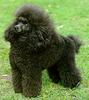 Dog - Toy Poodle (Canis lupus familiaris)