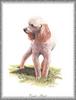 [Painting] Dog - Poodle (Canis lupus familiaris)
