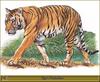 [Painting] Indochinese Tiger (Panthera tigris corbetti)