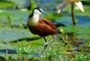 African Jacana (Actophilornis africanus)