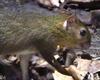 Brazilian Agouti / Orange-rumped Agouti (Dasyprocta leporina)