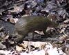 Brazilian Agouti / Orange-rumped Agouti (Dasyprocta leporina)