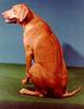 Dog - Rhodesian Ridgeback (Canis lupus familiaris)