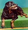 Dog - Rottweiler (Canis lupus familiaris)