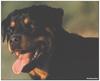 Dog - Rottweiler (Canis lupus familiaris)