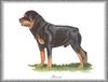 [Painting] Dog - Rottweiler (Canis lupus familiaris)
