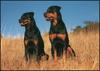 Dogs - Rottweiler (Canis lupus familiaris)