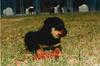 Dog - Rottweiler puppy (Canis lupus familiaris)