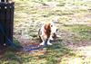 Dog - Basset Hound (Canis lupus familiaris)