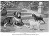 [Animal Art] Dog - Saint Bernard (Canis lupus familiaris)