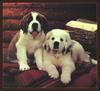 Dogs - Saint Bernard puppies (Canis lupus familiaris)