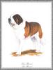 [Painting] Dog - Saint Bernard (Canis lupus familiaris)
