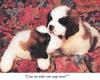 Dogs - Saint Bernard puppies (Canis lupus familiaris)