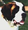 Dog - Saint Bernard (Canis lupus familiaris)