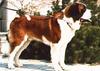 Dog - Saint Bernard (Canis lupus familiaris)