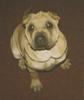 Dog - Shar-Pei puppy (Canis lupus familiaris)