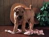 Dog - Shar-Pei (Canis lupus familiaris)