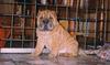 Dog - Shar-Pei (Canis lupus familiaris)