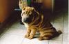 Dog - Shar-Pei (Canis lupus familiaris)