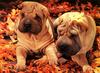 Dogs - Shar-Pei (Canis lupus familiaris)