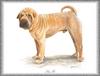 [Painting] Dog - Shar-Pei (Canis lupus familiaris)