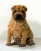 Dog - Shar-Pei (Canis lupus familiaris)