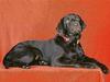 Dog - Labrador Retriever (Canis lupus familiaris)