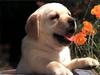 Dog - Labrador Retriever puppy (Canis lupus familiaris)