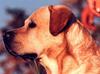 Dog - Labrador Retriever (Canis lupus familiaris)