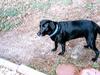 Dog - Labrador Retriever (Canis lupus familiaris)