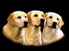 Dogs - Labrador Retriever (Canis lupus familiaris)