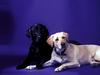 Dogs - Labrador Retriever (Canis lupus familiaris)