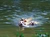 Dogs - Labrador Retriever (Canis lupus familiaris)