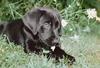 Dog - Labrador Retriever puppy (Canis lupus familiaris)