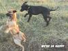 Dogs - Labrador Retriever mix (Canis lupus familiaris)