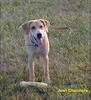 Dog - Labrador Retriever (Canis lupus familiaris)