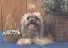 Dog - Shih-Tzu (Canis lupus familiaris)