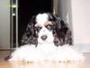 Dog - Spaniel (Canis lupus familiaris)