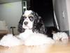 Dog - Spaniel (Canis lupus familiaris)