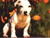 Dogs - Terrier (Canis lupus familiaris)